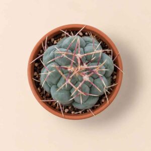 Thelocactus Hexaedrophorus 5,5 cenital