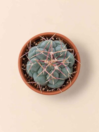 Thelocactus Hexaedrophorus 5,5 cenital